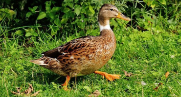 Drake a kachna: rozdíly v hlase a chování